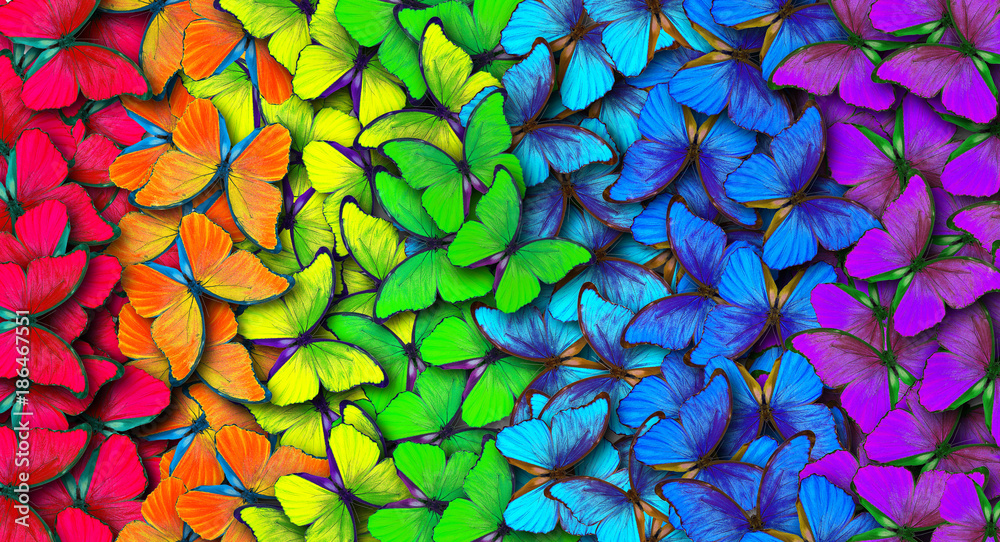Poster colors of rainbow. pattern of multicolored butterflies morpho, texture background.