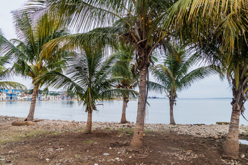 Coastal palms in Matanzas, Cuba