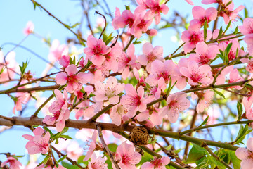 Branches de pêcher en fleurs au printemps.