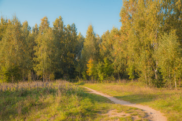 Beautiful autumn day in the park. warm sunny day in the forest. beautiful landscape in Belarus in Europe