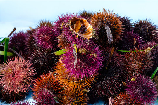 Les oursins violets au march&eacute; au bord de la mer M&eacute;diterran&eacute;e.