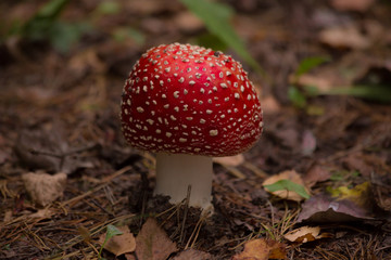 Close-up of fly agaric mushroom in a forest. beautiful big amanita