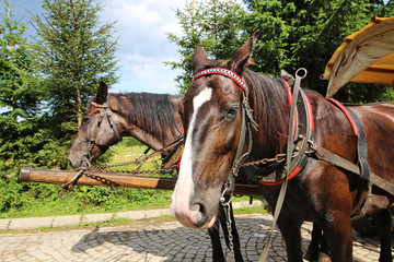 Caballos en Morskie Oko, Zakopane, Polonia