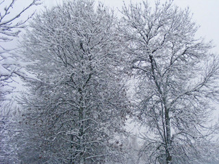 Tree snow covered on meadow in cloudy winter evening