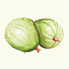 Agrest  - ilustracja ręcznie malowana © Edwardkarczmarski