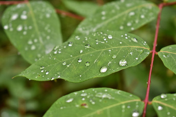 Leaves with water drops