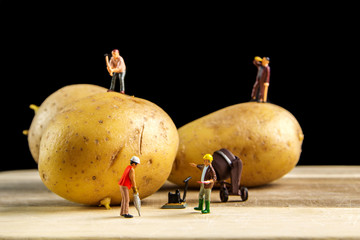 hard team working to make the best potato possible / miniature figurines working in team with potatos in the middle