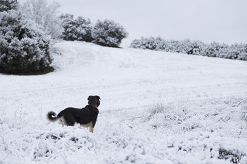 free and happy dog in snow.