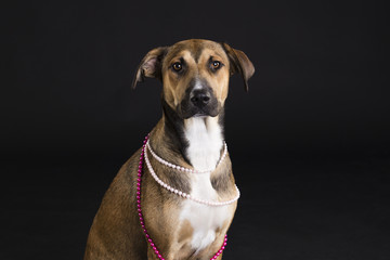 Dog with pearl necklace