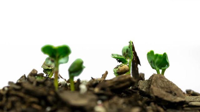 Time lapse seeds growing on white background with no people