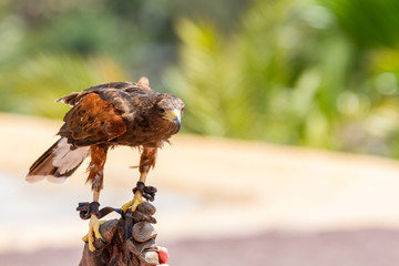 Harris Hawk With Jessies