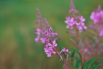 Beautiful flowers Ivan-tea fireweed a bright summer's day on blurred green background. Macro. Selective focus