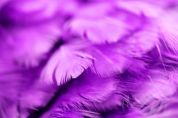 Obraz premium Bird,chickens feather texture for background,Abstract,postcard,blur style,soft color of art design.fashion 2018 trend.