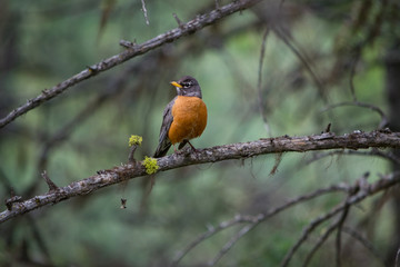 Robin on tree branch