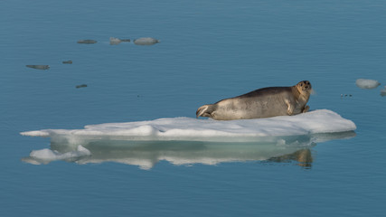 Obraz premium Bearded Seal