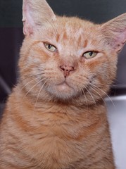 BEAUTIFUL ORANGE TABBY CAT