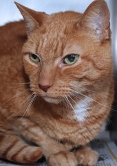 BEAUTIFUL ORANGE TABBY CAT