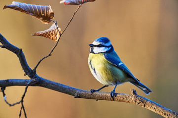 Eurasian blue tit