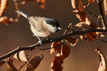 Marsh Tit resting on a branch