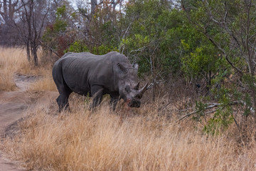 Large male White Rhino