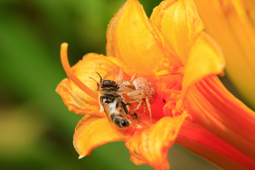 Fototapeta na wymiar The spider prey on bees