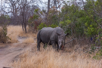 Fototapeta premium Large male White Rhino