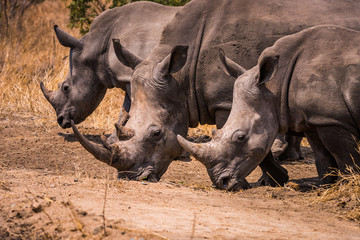 Three white rhino grazing walking abreast
