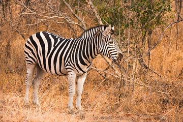 Fototapeta na wymiar Zebra staring in bush