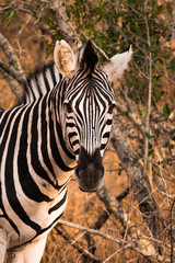 Fototapeta na wymiar Zebra portrait head on