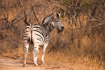 Zebra in South African Bush