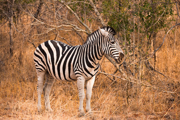 Naklejka na ściany i meble Zebra in South African Bush