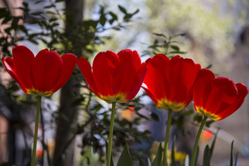 Tulips
