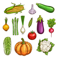 Isolated color vegetables sketches set
