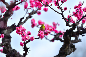 紅梅にメジロ