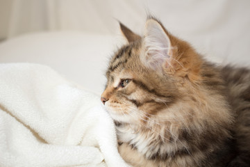 Adorable profile of fluffy, furry Siberian kitten with tufted ears. Tabby brown Siberian Forest Cat looking to the side on a white background. Concepts family pet, allergy, hypoallergenic