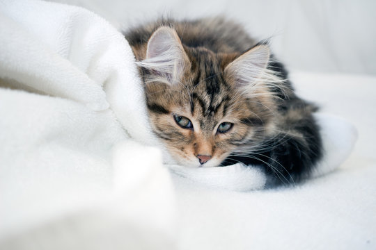 domestic cats with tufted ears