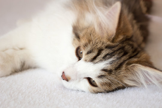 Sweet brown & white Siberian Forest Cat kitten laying on white background. Concepts family pet, relax, hypoallergenic