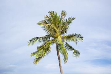 Photograph of hight coconut tree close up with the cloudy sky in background.
