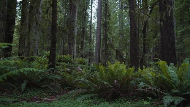 Passing by ferns in a redwood forest