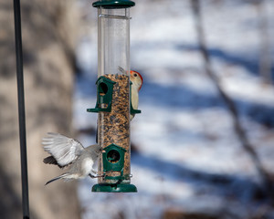 Junco on Feeder