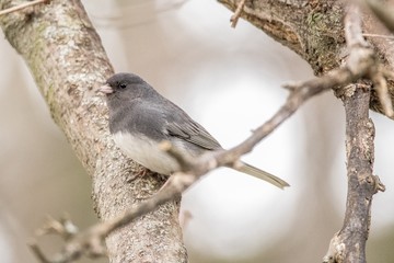 Dark eyed junco cold december