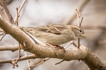 Curious house sparrow on branch