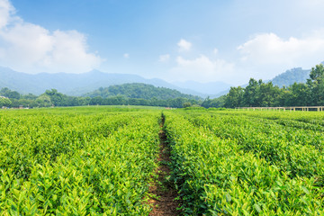 Fototapeta na wymiar green tea plantations and mountain natural landscape in spring