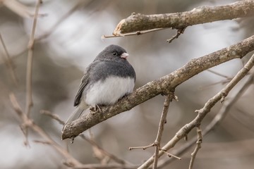 Snowy dark eyed junco