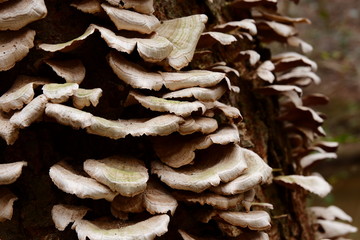 Close up image of Artist Conks growing on the side of a tree.  