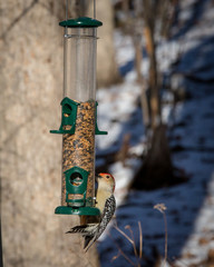 Red Bellied Woodpecker