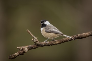 Chickadee green 