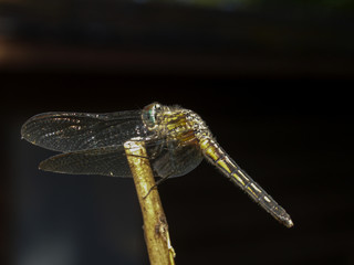 Perched dragonfly against a black background