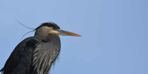 Obraz premium Perched Great Blue Heron against a blue sky