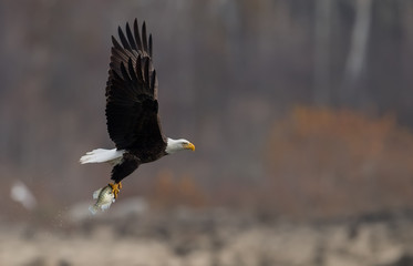 Obraz premium Bald Eagle